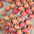 Top Quality of Chinese Fresh Red Qinguan Apple